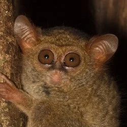 Tarsier, Tangkoko