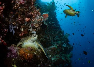 Bunaken Reef & turtles