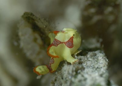 Frogfish
