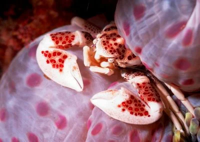 Porcelain Crab