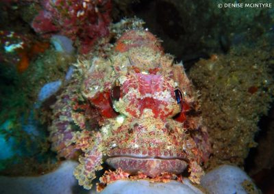 Bearded Scorpionfish