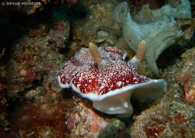 Goniobranchus reticulatus