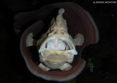 Yawning Giant Frogfish
